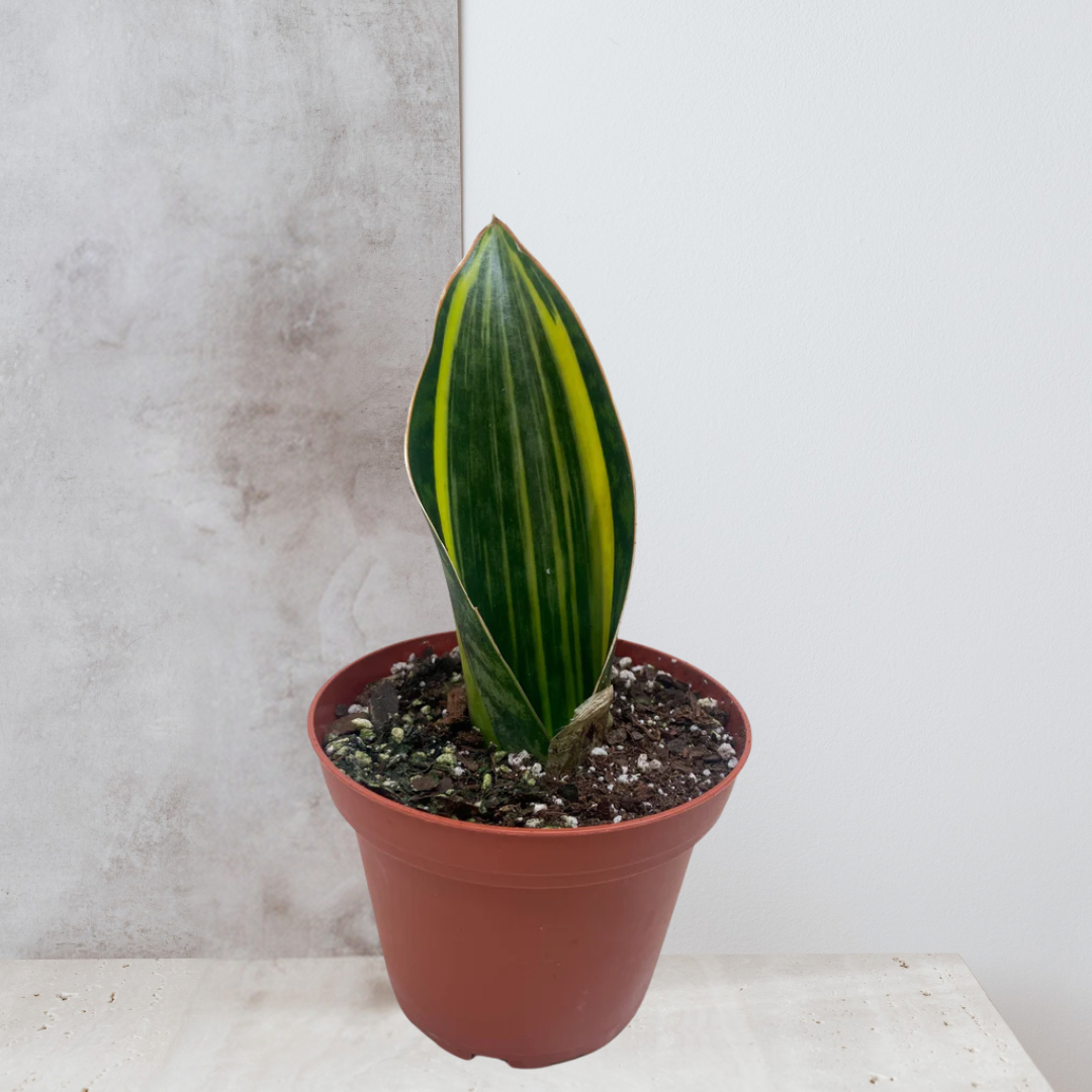 Variegated Shark Fin Snake Plant