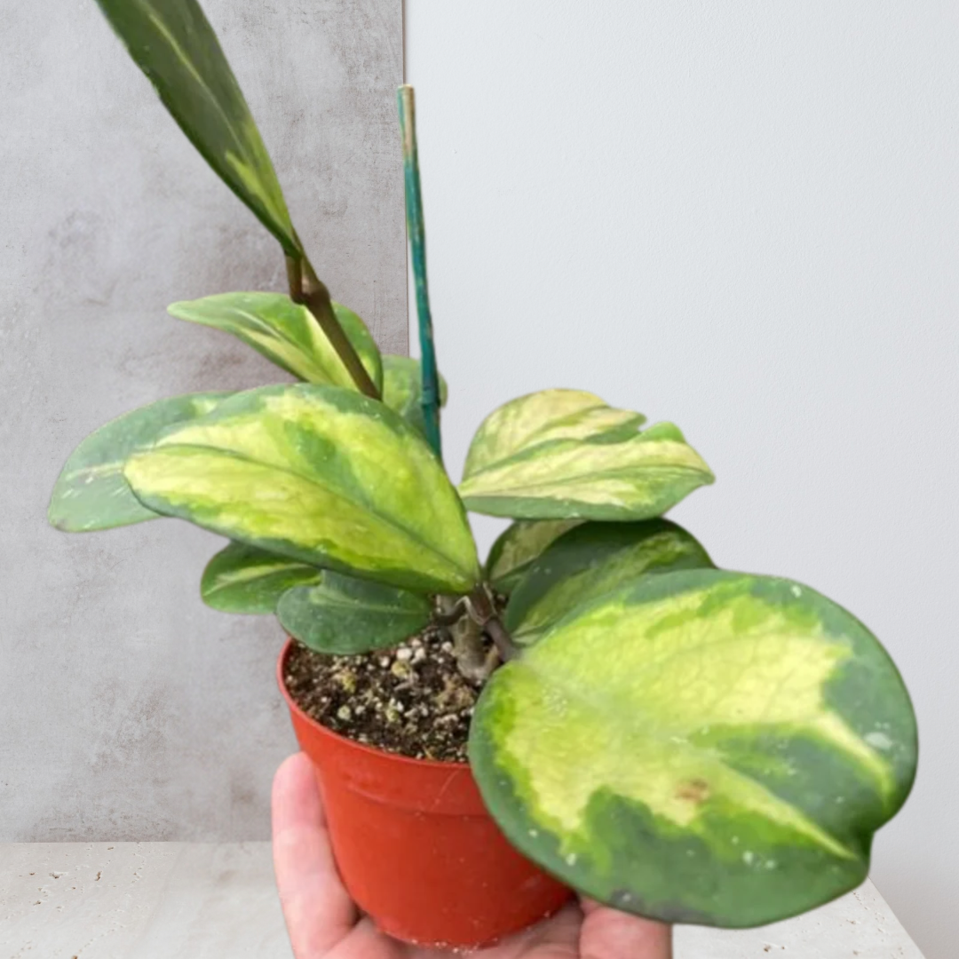 Hoya Obovata Reverse