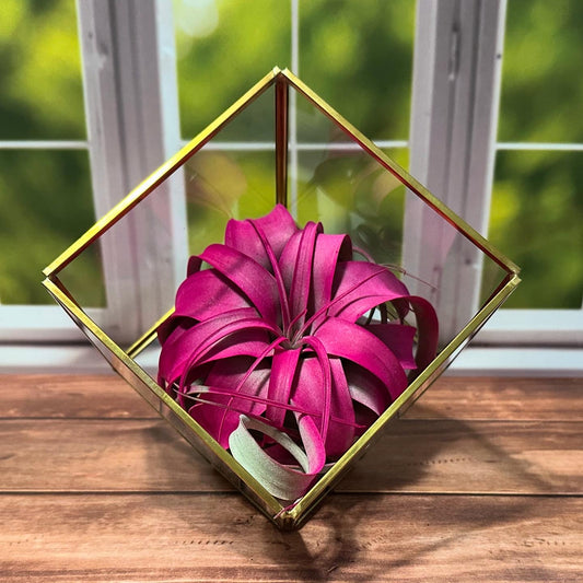 Heptahedron Geometric Glass Terrarium with Color Enhanced Air Plants