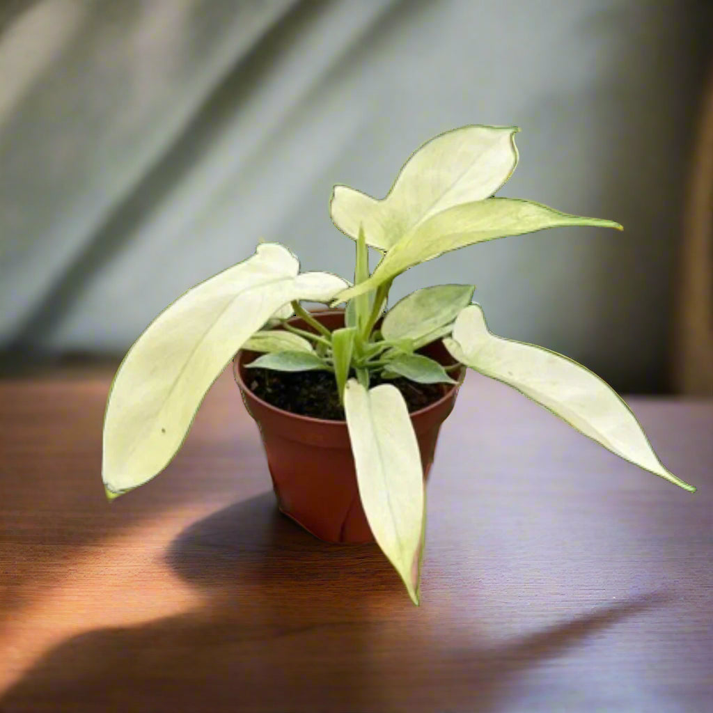 Philodendron 'Florida Ghost'