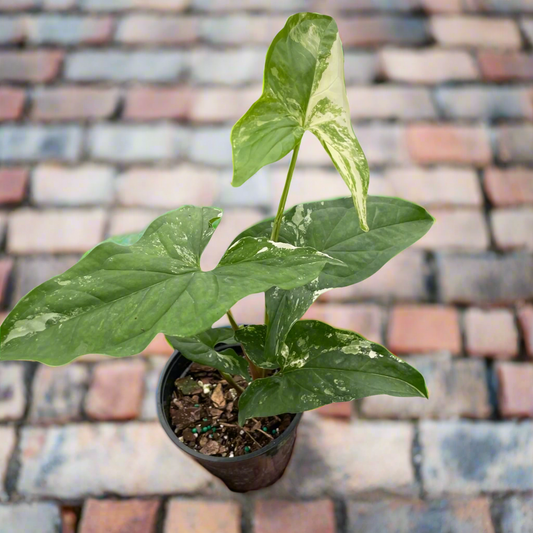 Syngonium 'Albo Variegata'