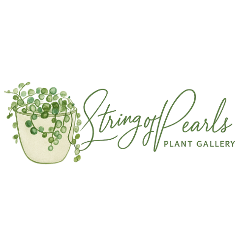 String of Pearls Plant Gallery