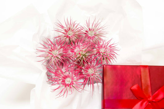 Color Enhanced Valentine Tectorum Air Plants