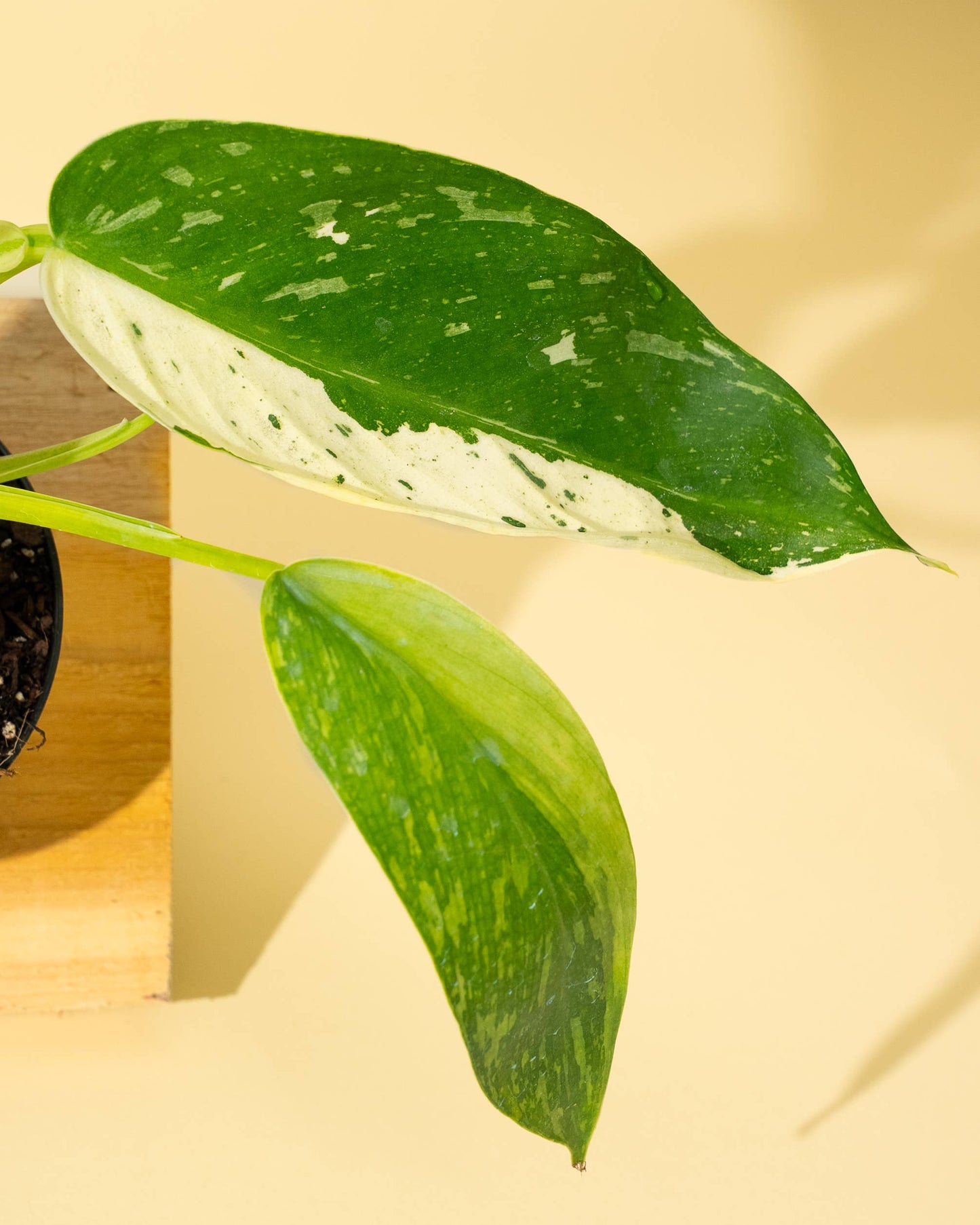 Philodendron 'Jose Buono Fiesta'