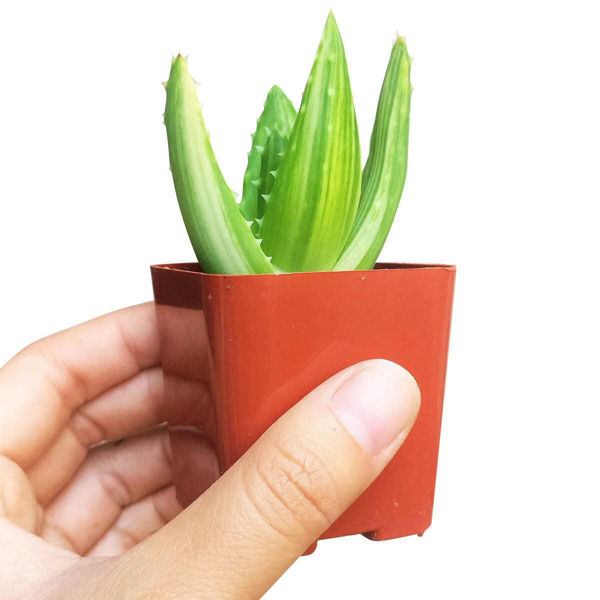 Variegated Aloe Plant - Live Succulents 4 inch Pot