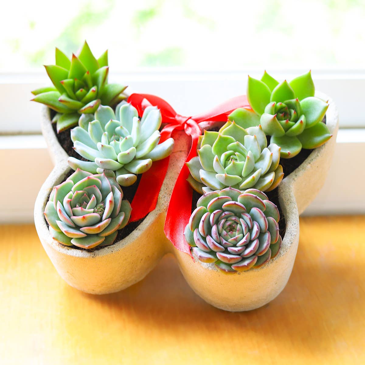 Butterfly Succulent Arrangement