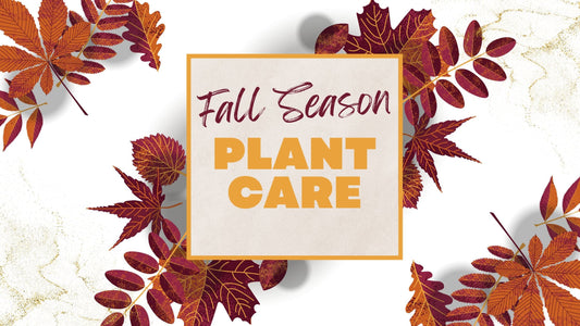 Fall Season Plant Care: Expert Tips for Watering, Light, and Feeding Adjustments