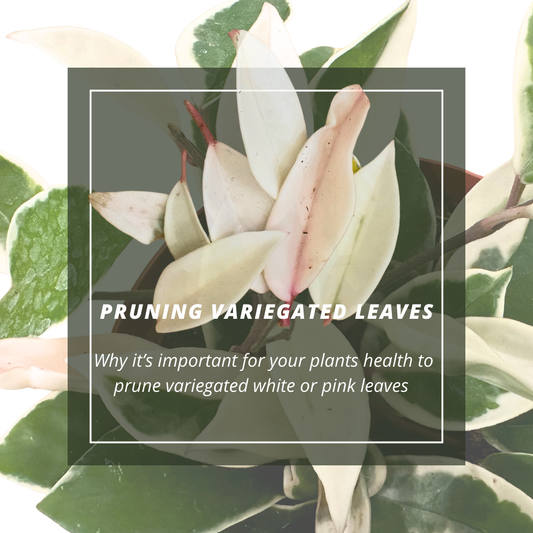 Why it's important for your plants health to prune variegated leaves