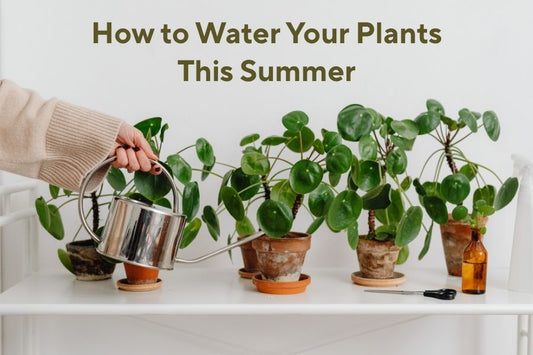 How to Water Your Plants This Summer 💧