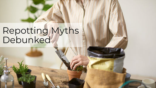 🌱 Repotting Myths Debunked: What Every Plant Parent Needs to Know