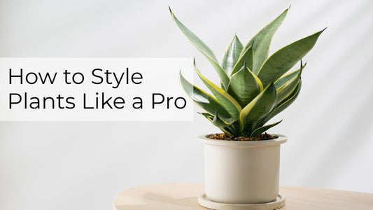 Planter Styling Secrets: How to Group, Mix Textures, and Style Every Space
