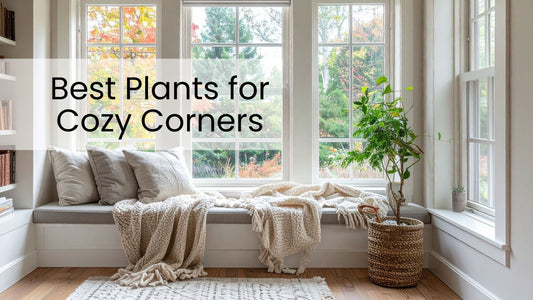🪴 Best Plants for Cozy Corners: Top 5 Houseplants to Style Your Space with Warmth