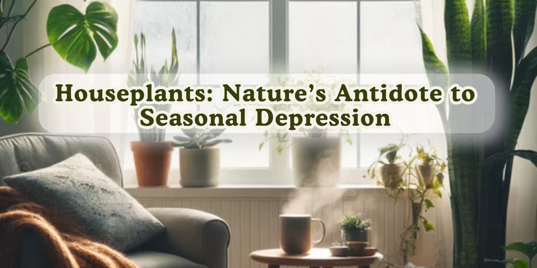 Houseplants: Nature’s Antidote to Seasonal Depression