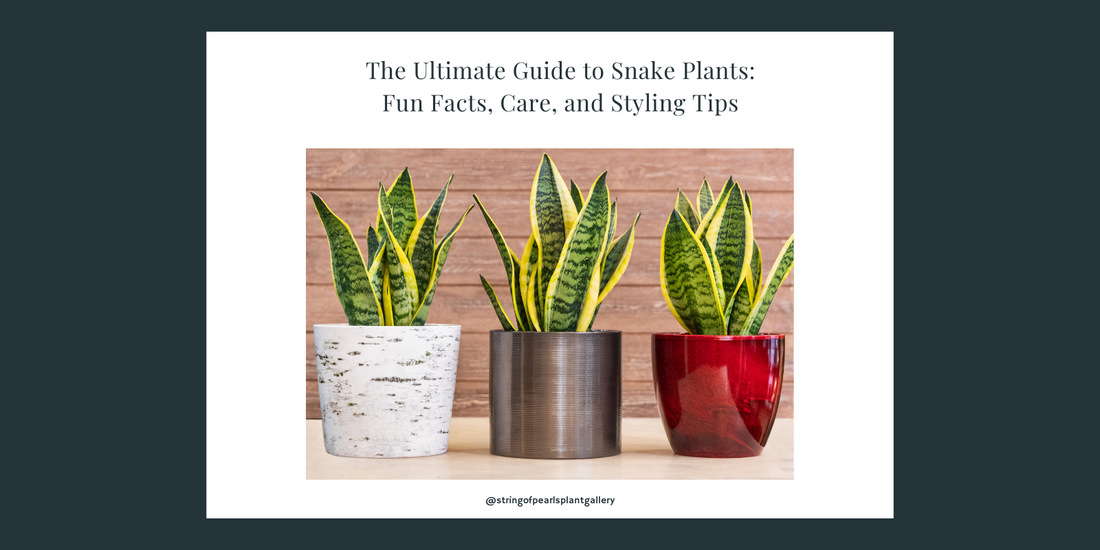 The Ultimate Guide to Snake Plants: Fun Facts, Care, and Styling Tips