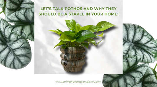 pothos plant, plant care, indoor plants, house plants, home plants, pothos