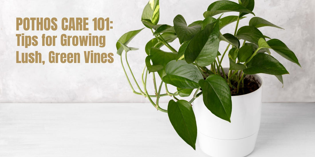 Pothos Care 101: Tips for Growing Lush, Green Vines