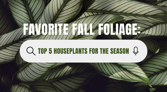 Favorite Fall Foliage: Top 5 Houseplants for the Season