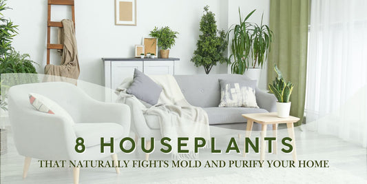 8 Houseplants That Naturally Fight Mold and Purify Your Home