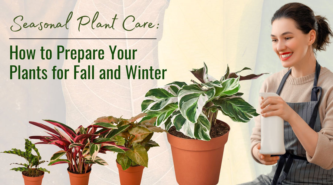 Seasonal Plant Care: How to Prepare Your Plants for Fall and Winter