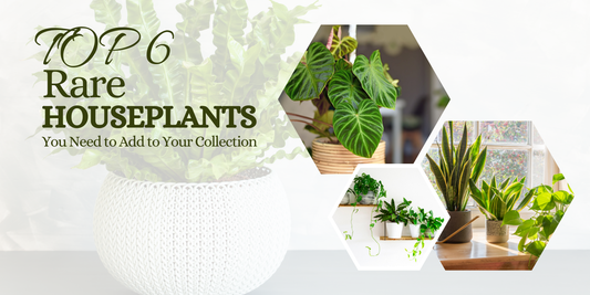 Top 6 Rare Houseplants You Need to Add to Your Collection