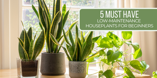 5 Must-Have Low-Maintenance Houseplants for Beginners