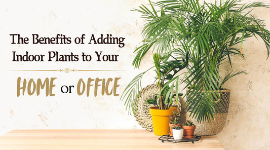 The Benefits of Adding Indoor Plants to Your Home or Office