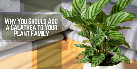 Why You Should Add a Calathea to Your Plant Family