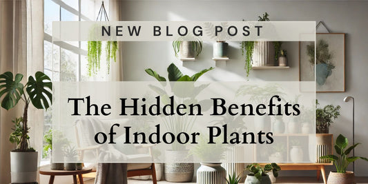 The Hidden Benefits of Indoor Plants: How They Boost Health and Happiness