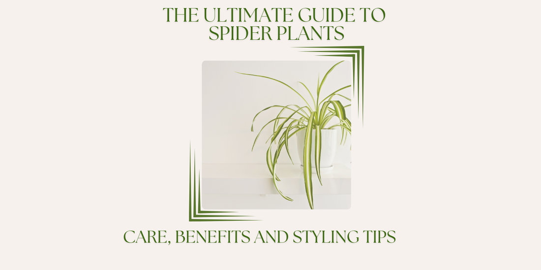 Spider Plant Care