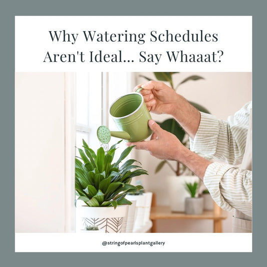 A person is holding a green watering can and watering a potted plant placed on a windowsill. The plant is lush and healthy, with broad green leaves. The image has a caption above that reads, "Why Watering Schedules Aren't Ideal... Say Whaaat?" 