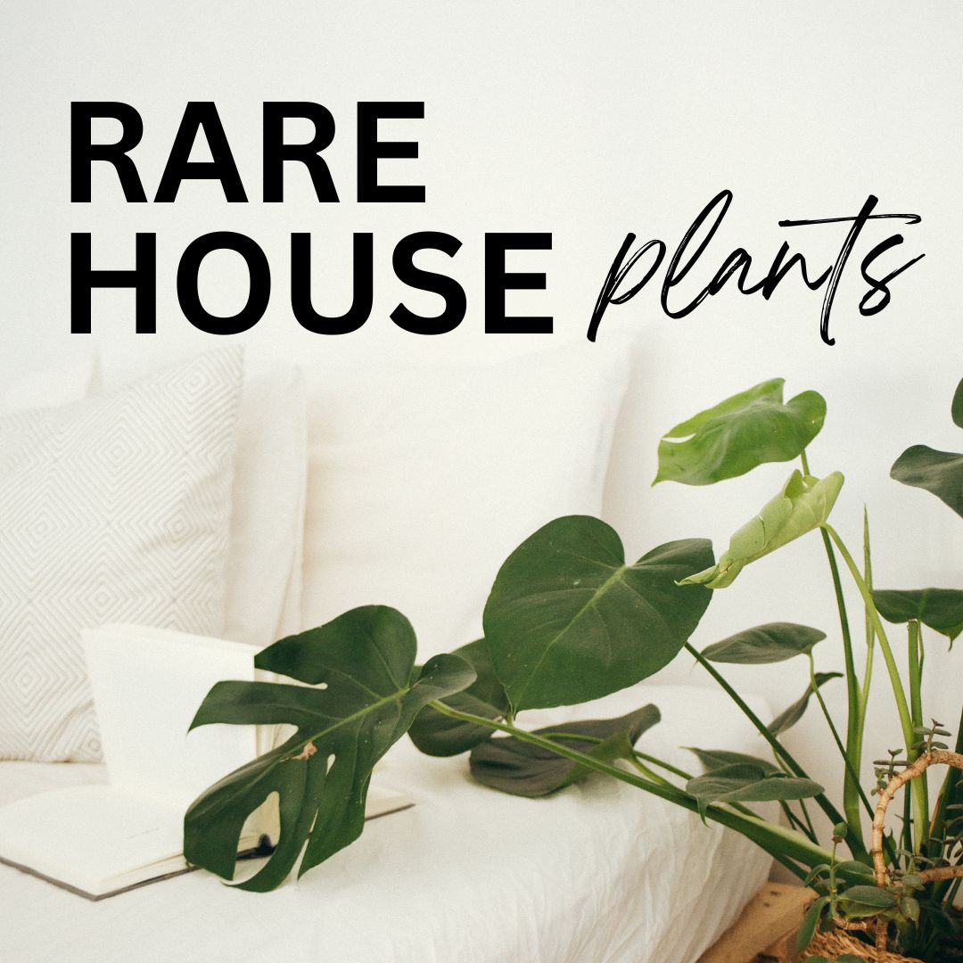 Close up view of a rare beautiful and healthy Swiss Cheese  houseplant with shiny dark green leaves against a white background
