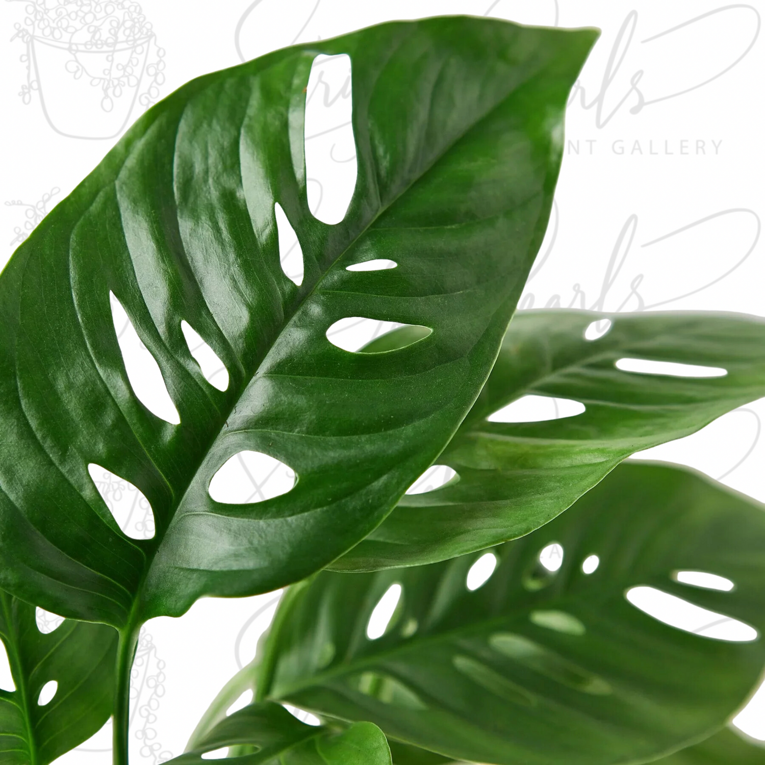 Close up view of a rare beautiful and healthy Swiss Cheese  houseplant with shiny dark green leaves against a white background