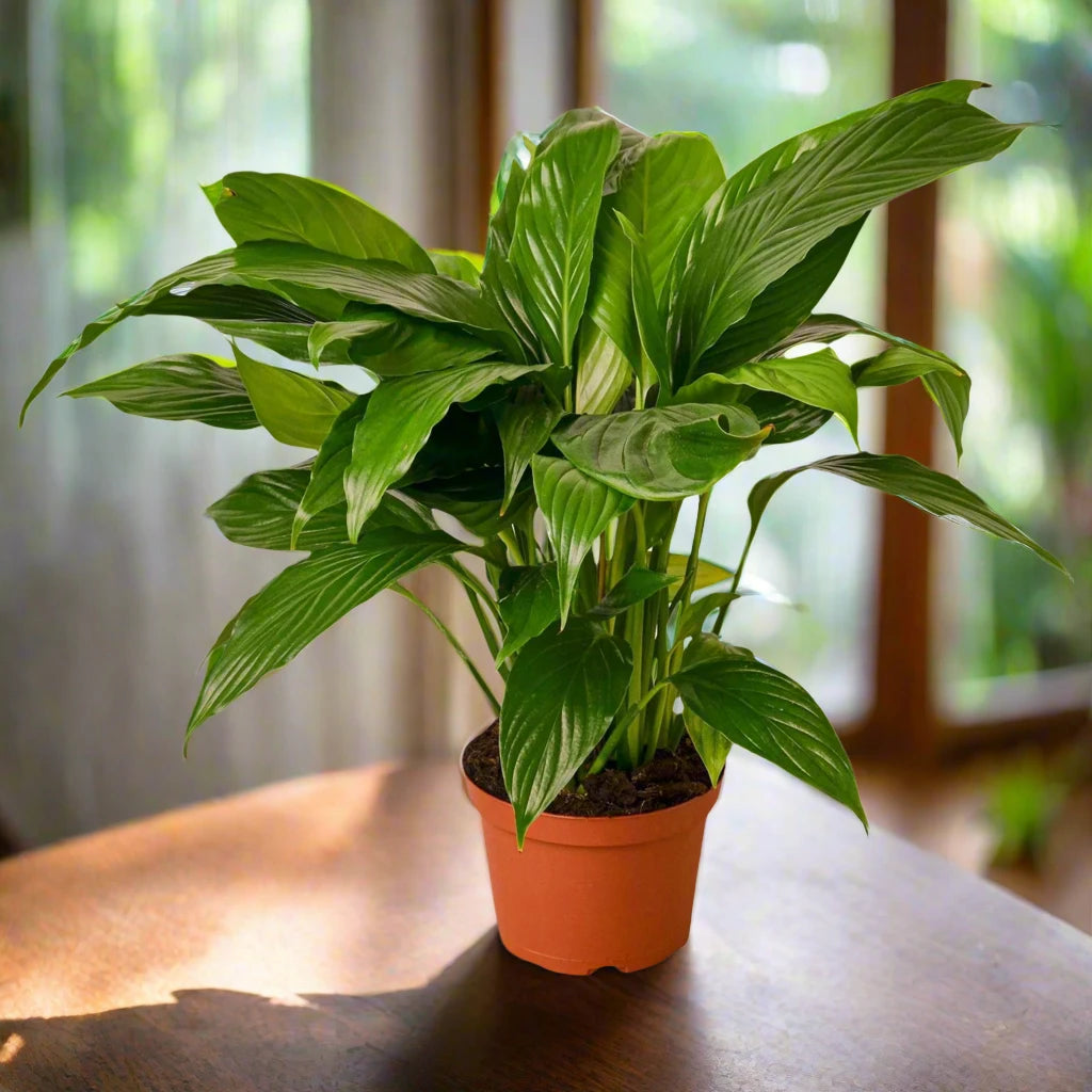 Beautiful and healthy Hoya 'Tricolor'  houseplant with striking green and white variegated leaves in a brown nursery pot against a white background