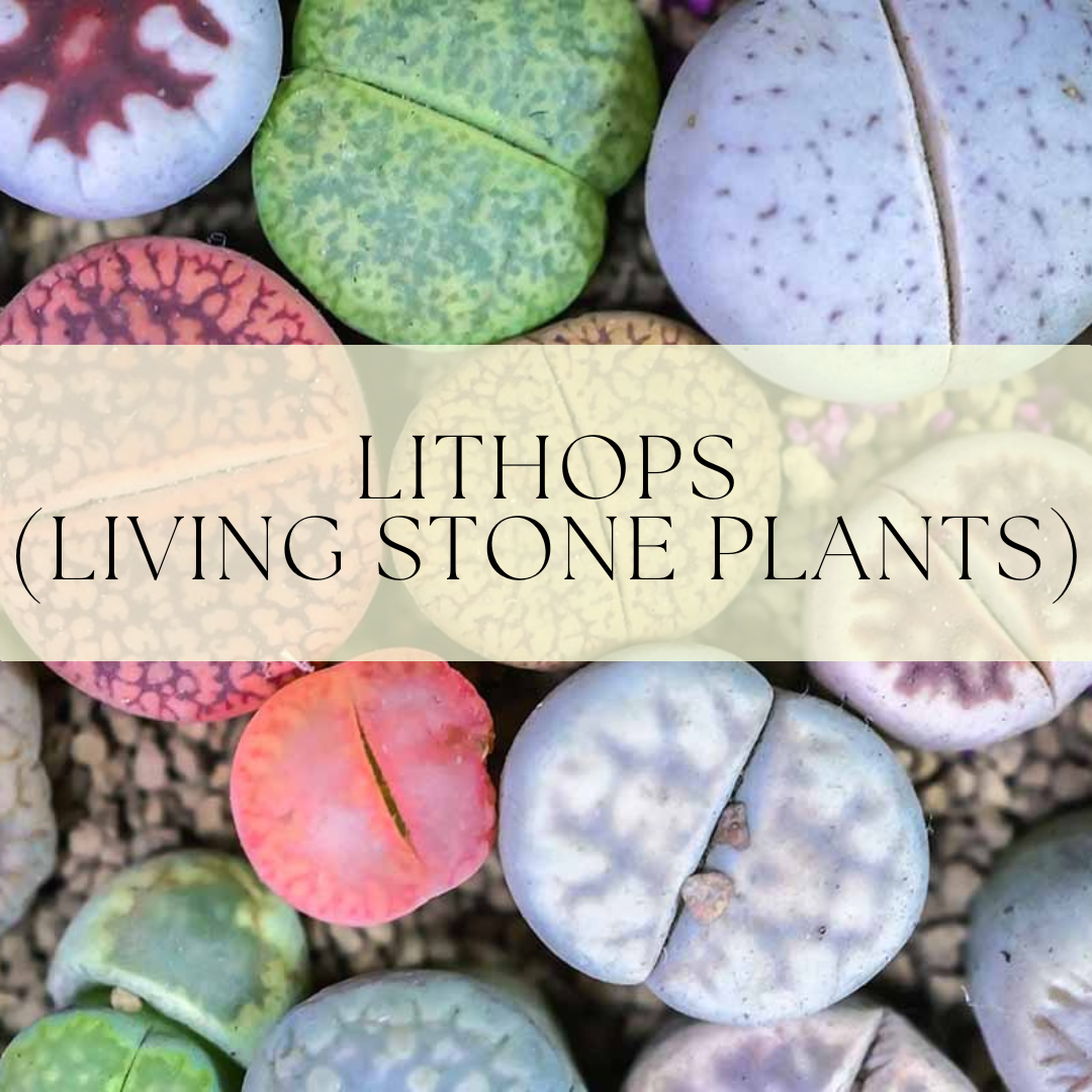 Lithops 'Living Stones'