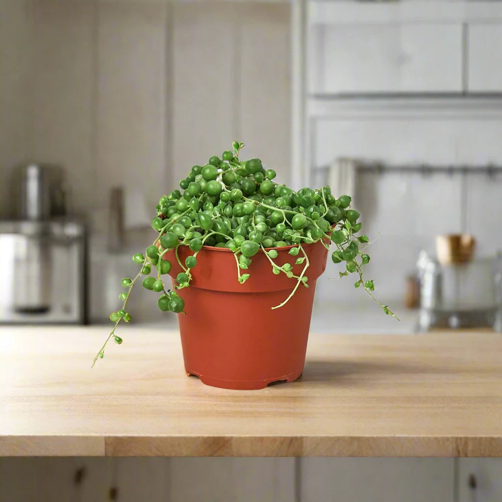 string of pearls succulent plant