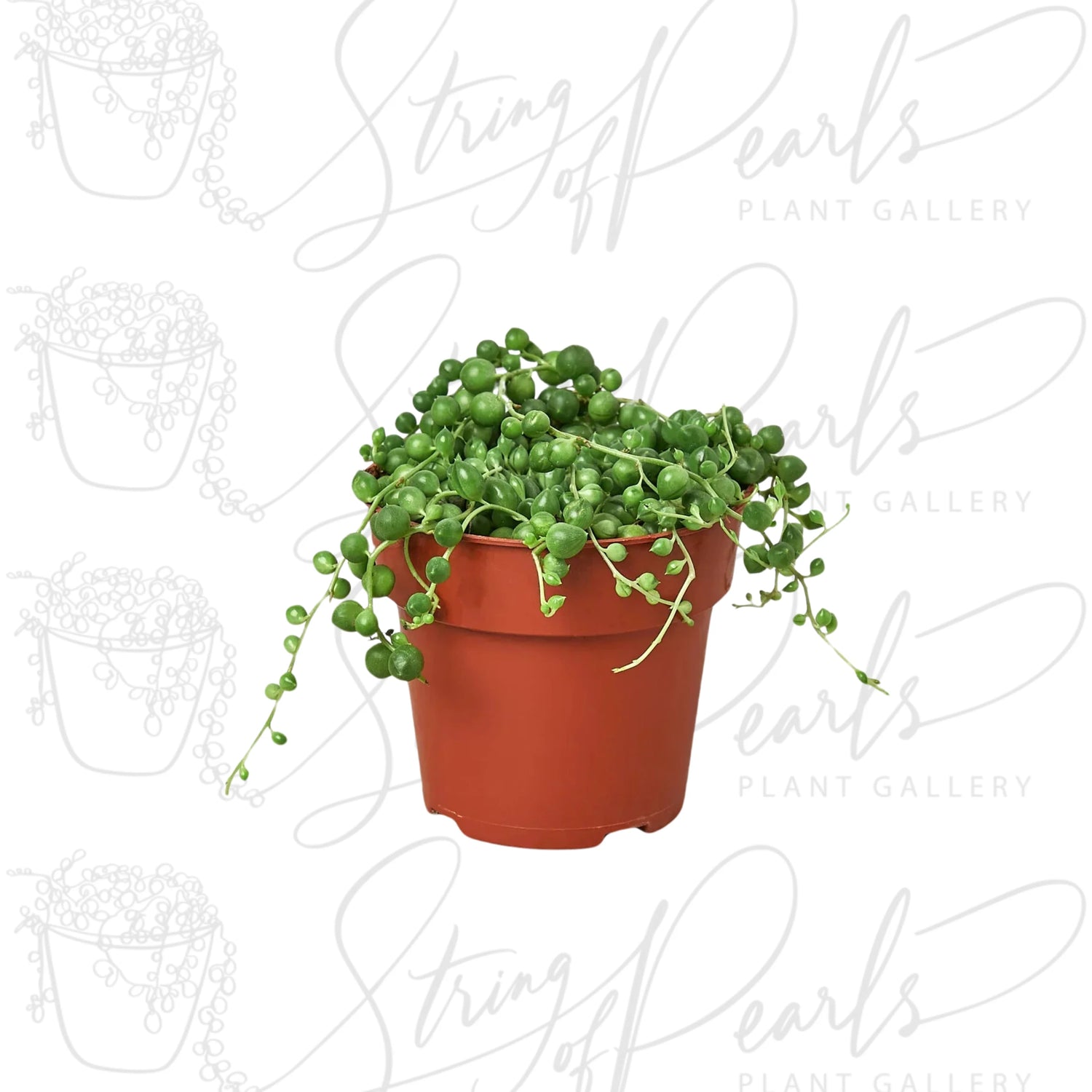 string of pearls succulent plant