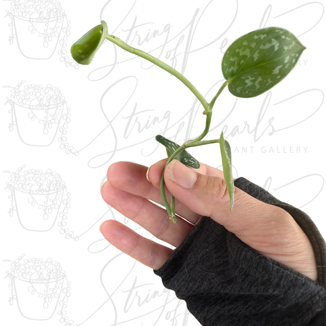 Close up of Beautiful and healthy Pothos 'Satin" node cutting with striking green leaves being held in a hand with a black glove against a white background displaying the String of Pearls Plant Gallery Logo