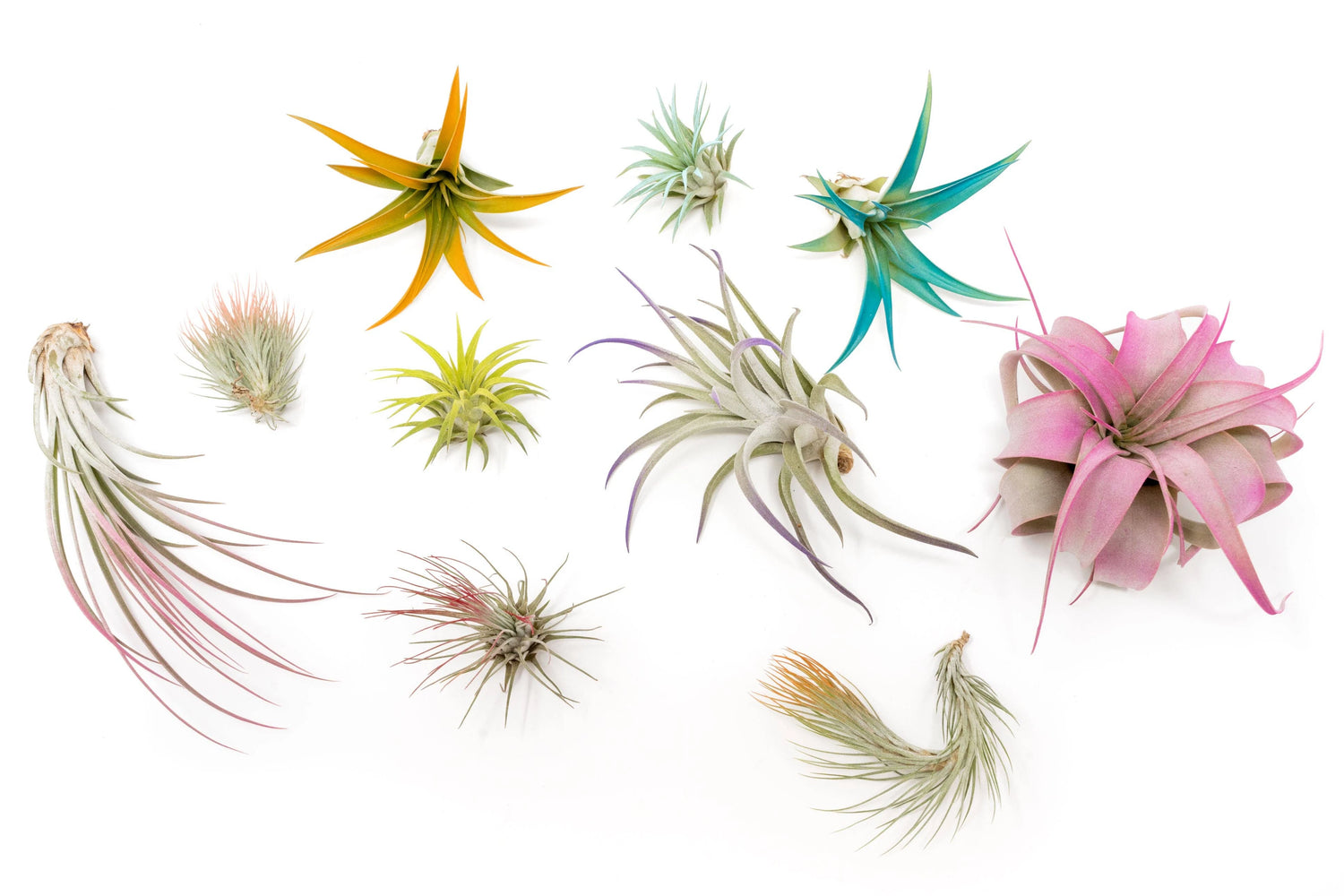 three air plants laying next to each other