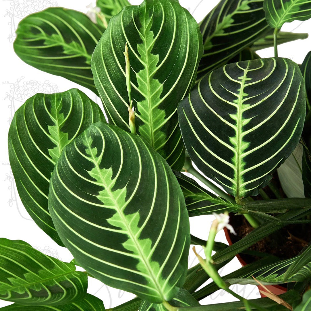 Close up view of a Beautiful and healthy Maranta 'Lemon Lime'  houseplant with striking green leaves against a white background displaying the String of Pearls Plant Gallery Logo