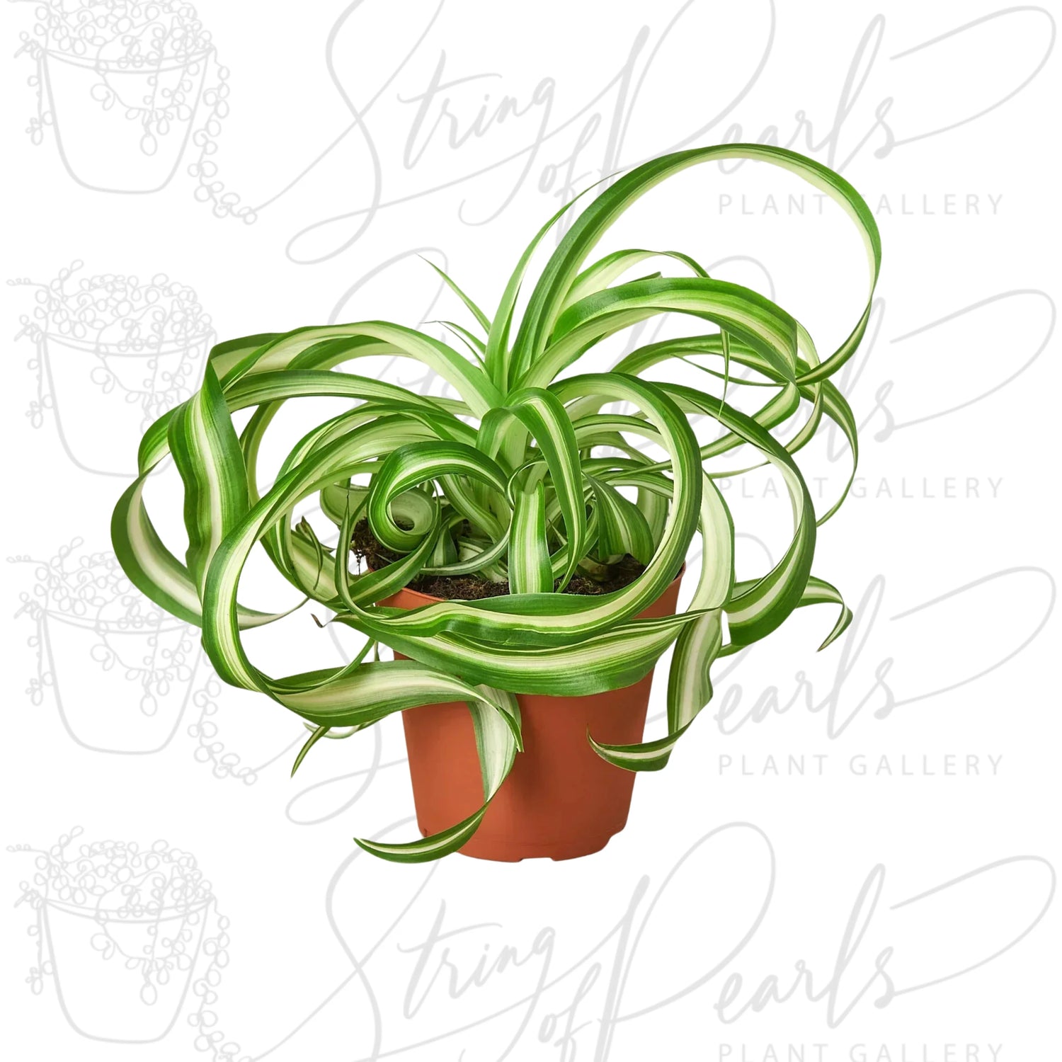 Beautiful and full Pet Friendly 'Bonnie' spider plant in a brown nursery pot with long green curling leaves against a white background