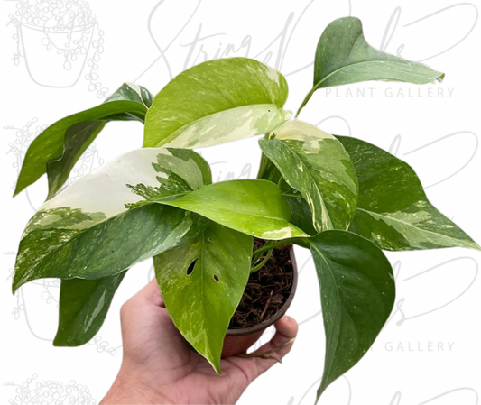 Pothos 'Albo Variegata'