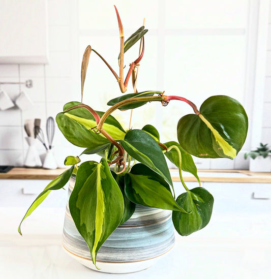 Philodendron 'Brasil'