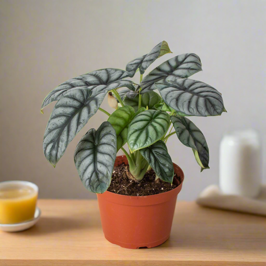 Alocasia Silver Dragon