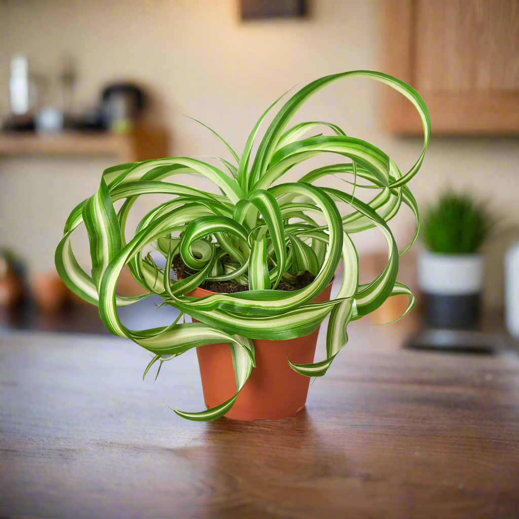 Spider Plant 'Bonnie'