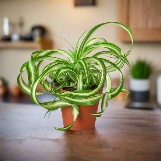 Spider Plant 'Bonnie'