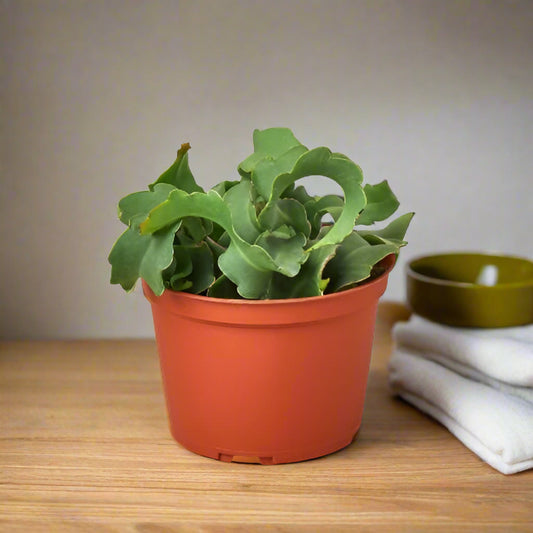 Orchid Cactus 'Curly Sue' - 4" Pot