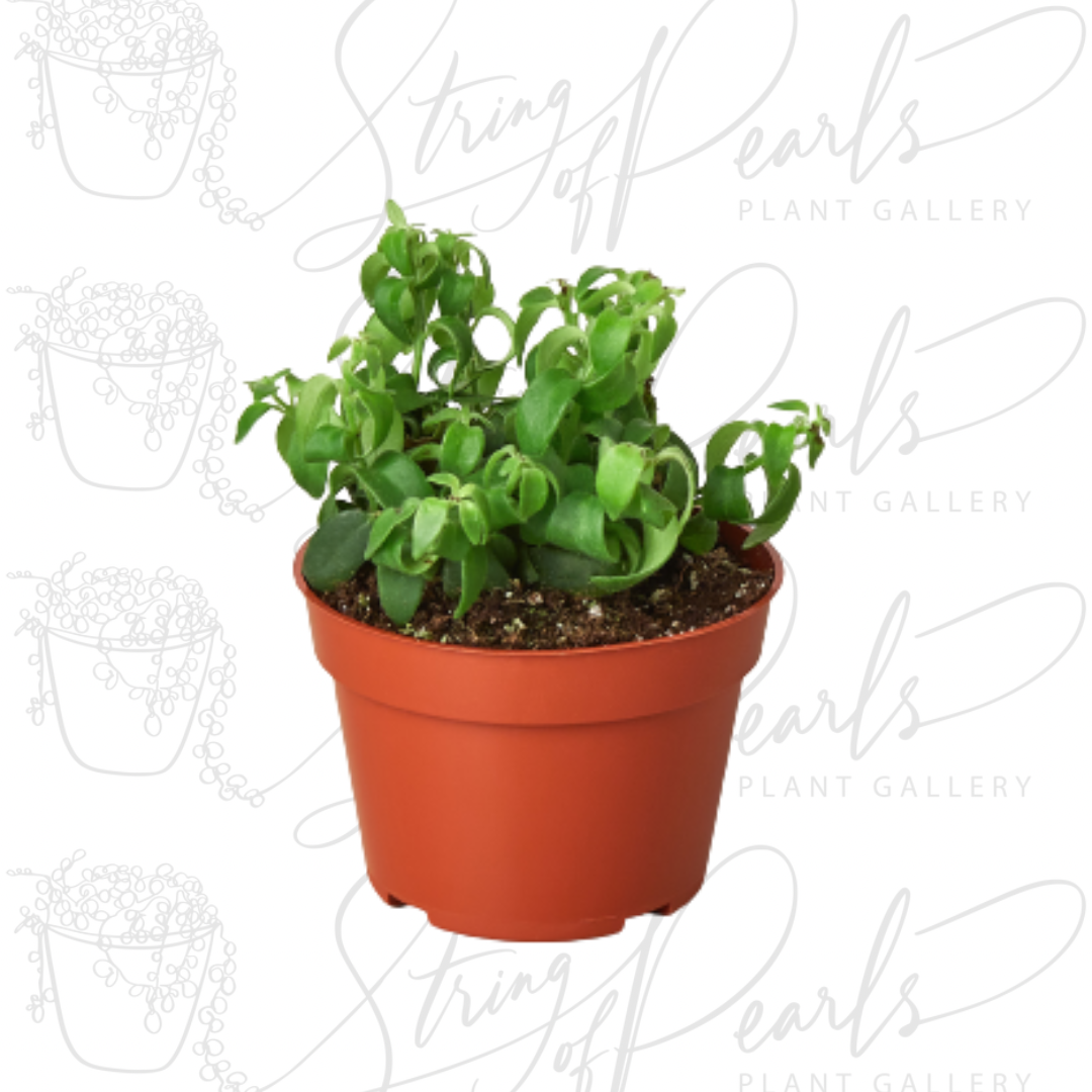 A small potted Hindu Rope Hoya plant with tightly curled, waxy green leaves. The plant is housed in a terracotta-colored pot, showcasing its unique, cascading foliage that makes it a popular choice among indoor plant enthusiasts.