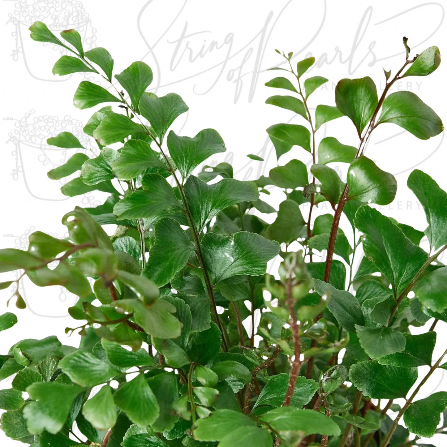 Mahogany Fern