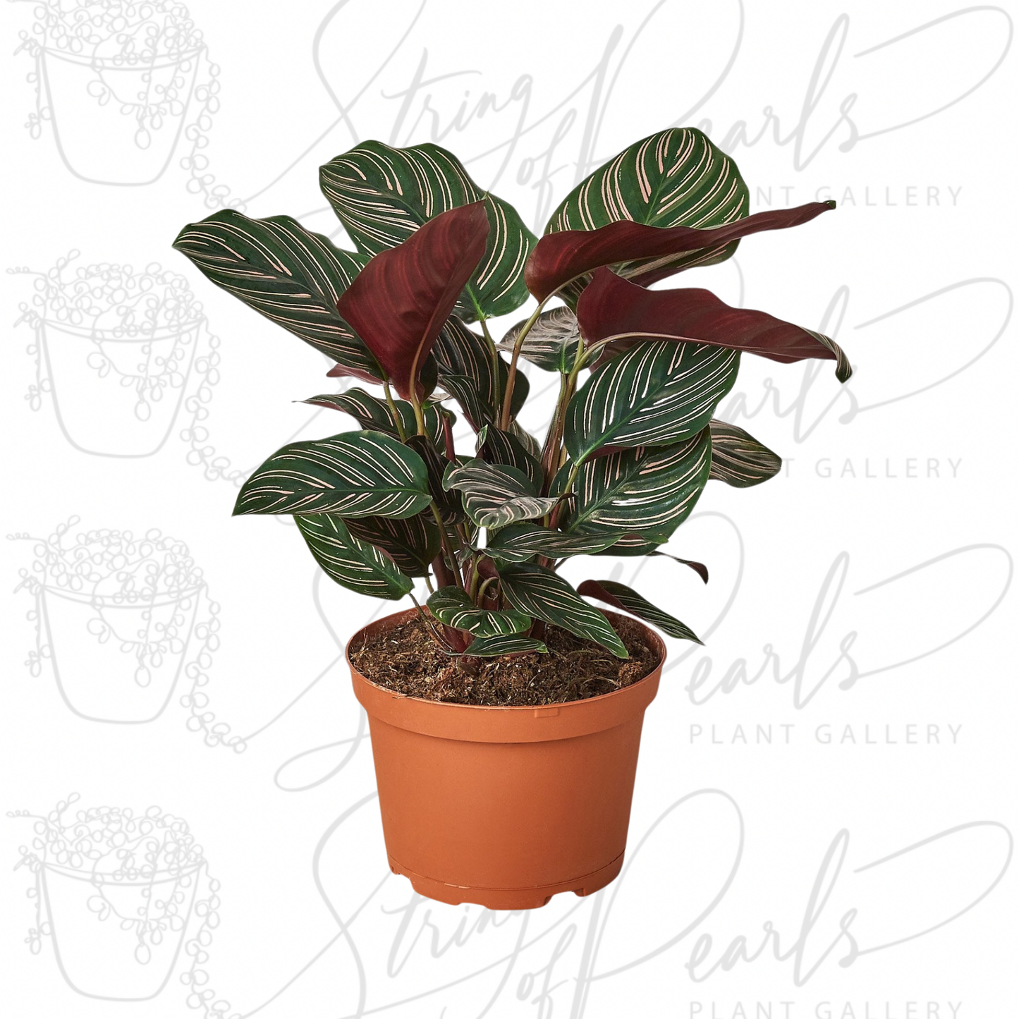 Calathea 'Ornata'