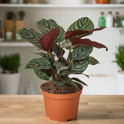 Calathea 'Ornata'